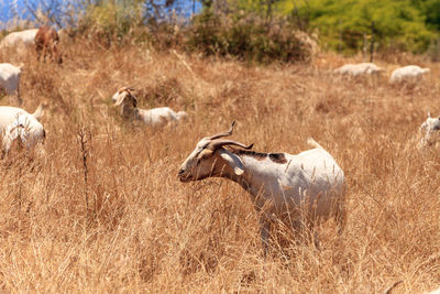 Goats cluster along a hillside with saddleback mountains in the distance in aliso and wood canyons