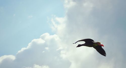 Low angle view of bird flying