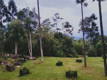 Trees on field against sky