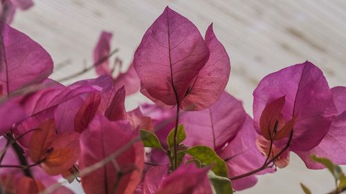 Close-up of pink flowering plant