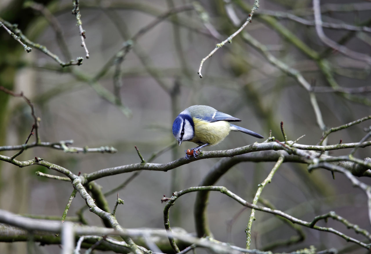 bird, animal wildlife, animal, animal themes, tree, wildlife, branch, perching, plant, nature, one animal, beauty in nature, wilderness, twig, beak, tourism, outdoors, no people, wilderness area, environment, bare tree, focus on foreground, forest, social issues, nature reserve