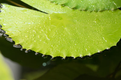 Water lily leaves float on water surface in garden