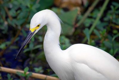 Close-up of snowy egret