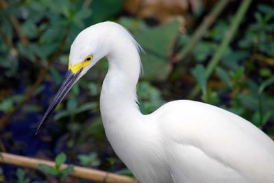 Close-up of bird