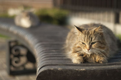 Portrait of a cat resting