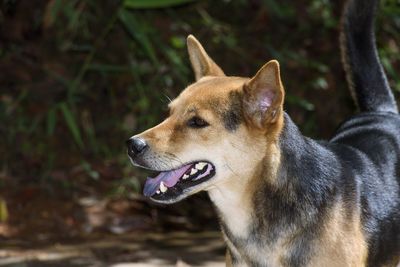 Close-up of dog looking away