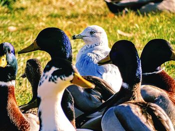 Close-up of birds