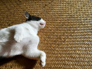 High angle view of cat resting