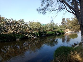 Scenic view of lake by trees against clear sky