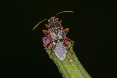 Close-up of insect over black background