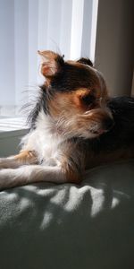 Dog lying on bed at home