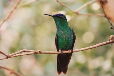 Close-up of bird perching on branch