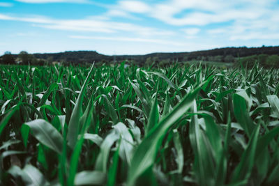 Scenic view of agricultural field against sky