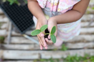 Young plant tree sprout in little girl hand. concept of farming and environment protecting