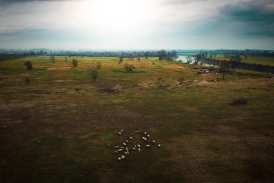 Sheep grazing on field against sky