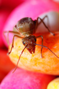 Close-up of insect