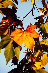 Low angle view of maple tree against sky