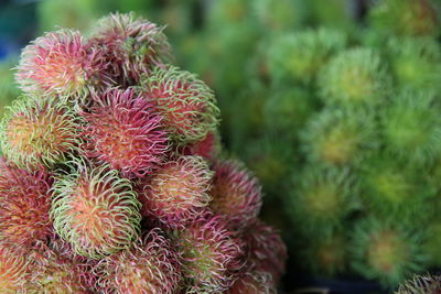 Close-up of succulent plant