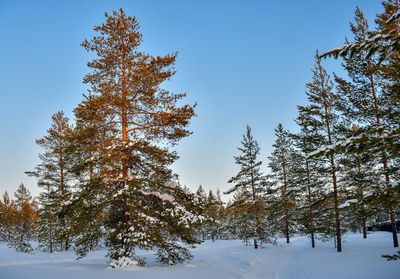 Pine trees on snow covered field against clear sky