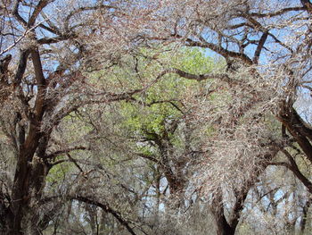 Low angle view of trees in forest against sky