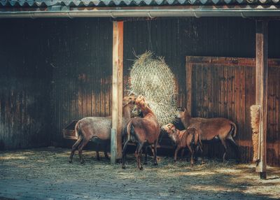 Calves grazing hay in shed