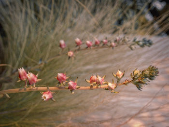 Close-up of flowers growing on tree