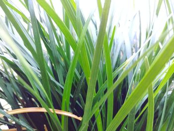 Close-up of fresh green plant