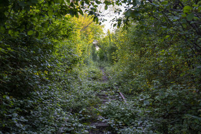 Trees growing in forest