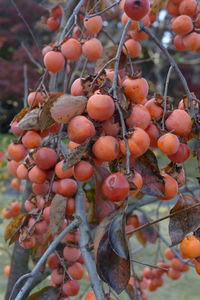 Close-up of fruits growing on tree