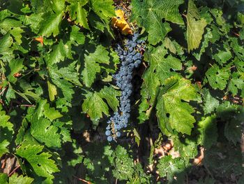 Full frame shot of fresh green leaf in water