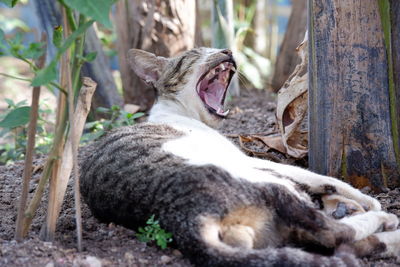 Cat resting on a tree