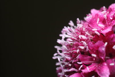 Close-up of pink flower against black background