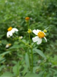 Close-up of white daisy flowers blooming in field