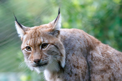 Close-up portrait of lynx