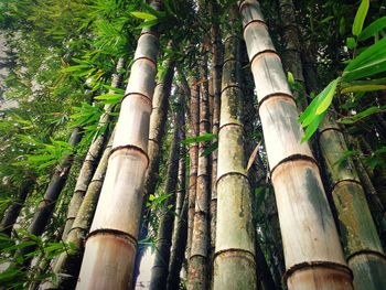 Low angle view of bamboo trees in forest