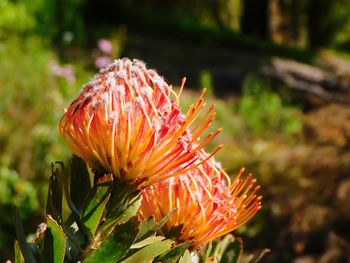 Close-up of red flowering plant