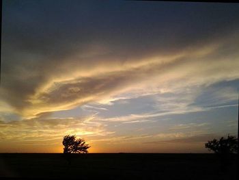 Silhouette of trees at sunset