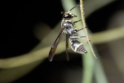 Close-up of insect on stick