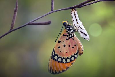 Close-up of butterfly