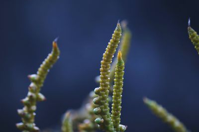 Close-up of flowering plant against blurred background