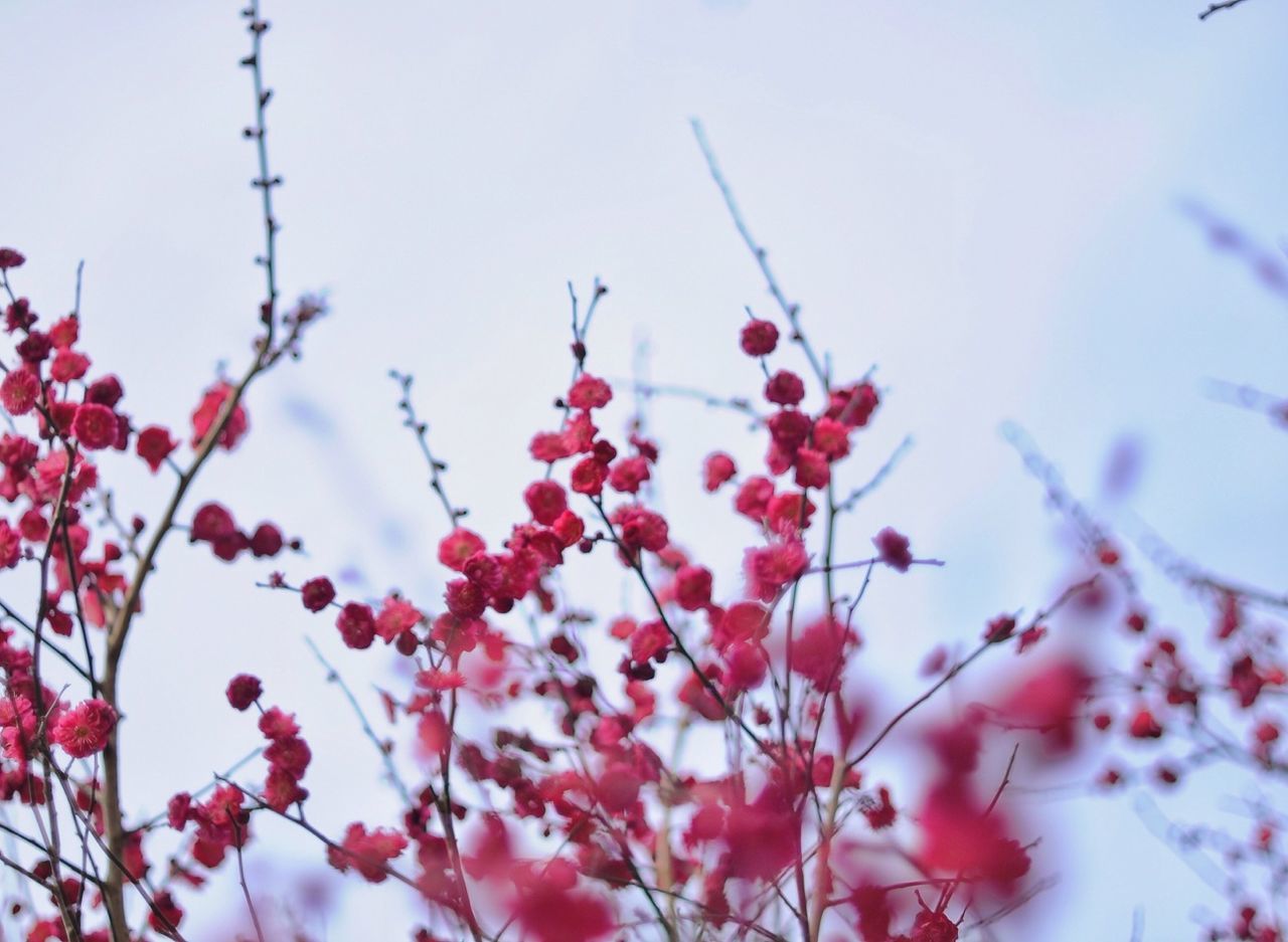 flower, freshness, low angle view, fragility, growth, beauty in nature, clear sky, nature, pink color, petal, sky, close-up, blooming, blossom, focus on foreground, in bloom, branch, day, springtime, outdoors