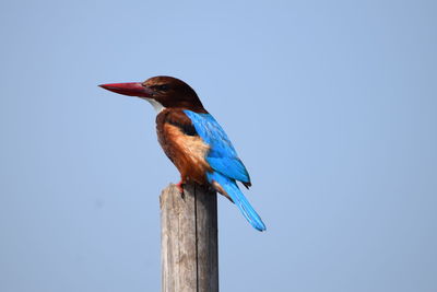 Close-up of bird perching on wooden post against sky