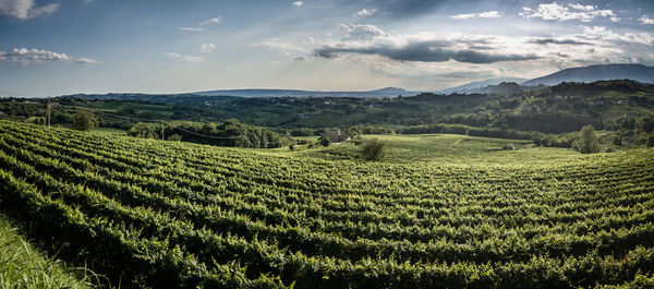 View of vineyard against sky
