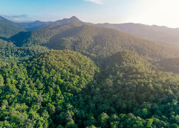 Aerial view of lush green trees in forest on mountains. dense green tree captures co2. green tree