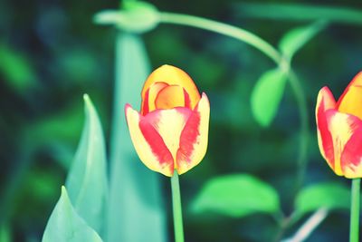 Close-up of red tulips blooming