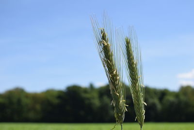 Close-up of wheat growing on field against blue sky