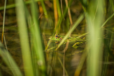 A beautiful common green water frog enjoying sunbathing in a natural habitat at the forest pond. 