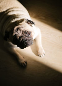 Close-up of dog.  pug dog lies on the floor squinting contentedly and enjoying the sun