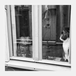 Cat looking through window