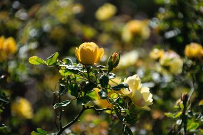 Close-up of yellow flowering plant